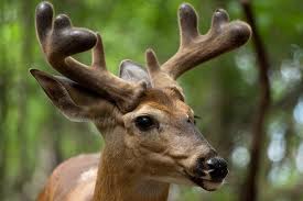 Deer Antler Velvet for ED - Close up