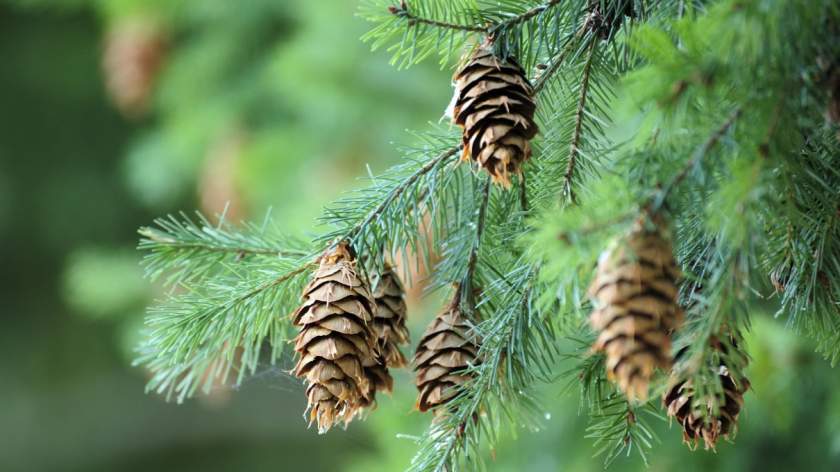 Pycnogenol For Impotence - Pine Tree With Cones