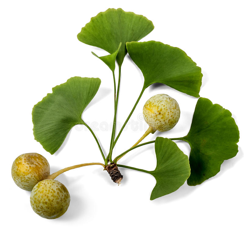 Ginkgo Biloba For ED - Close Up of Plant