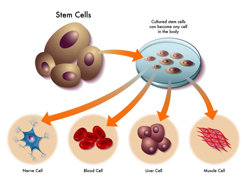 Stem Cell Therapy For ED - How it Works